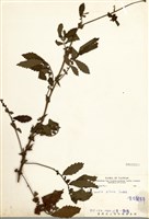 藏品(龍牙草)的圖片